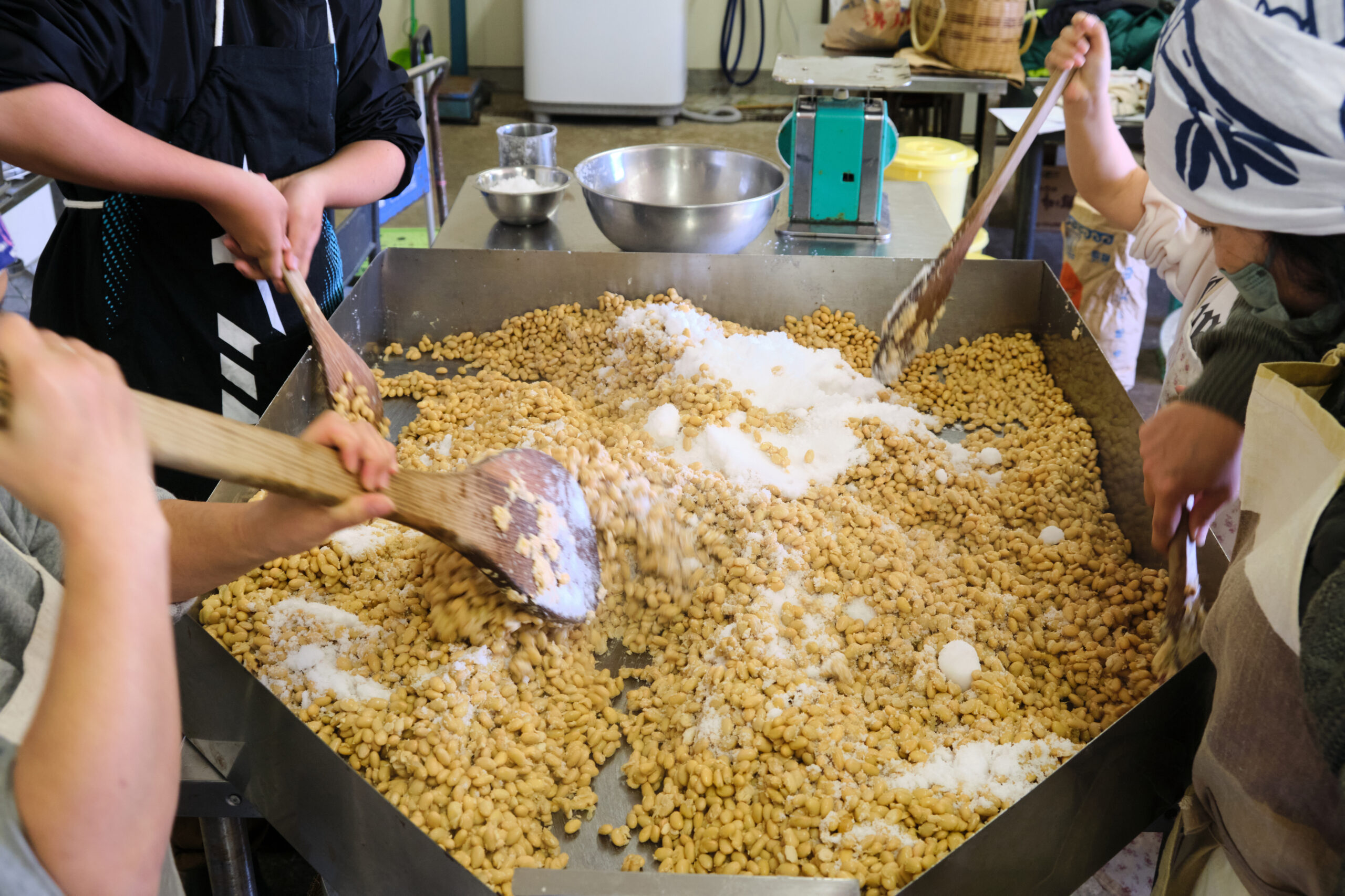 味噌作り6 蒸し大豆と塩を混ぜ温度を下げる